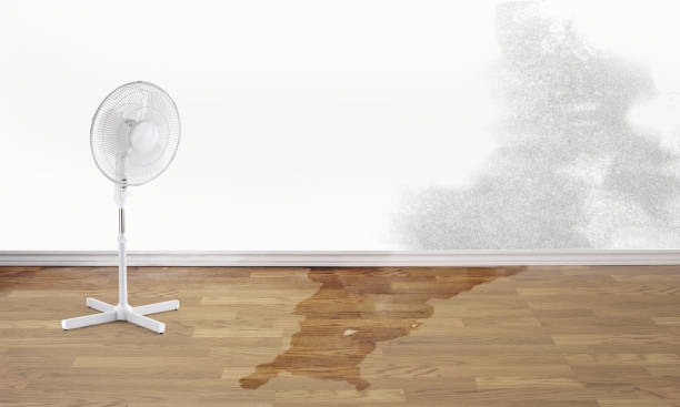 Best Ceiling water damage repair  in Groveland, FL